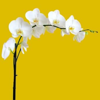 offrir une orchidee pour la fete des grands-meres